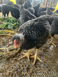 写真 2025-06-09 10 21 13