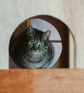 赤野邸の猫