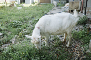 赤野邸の山羊