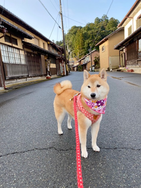 お客わんの写真７と、令和四年３月３０日（水）から４月８日（金）までお休みです。