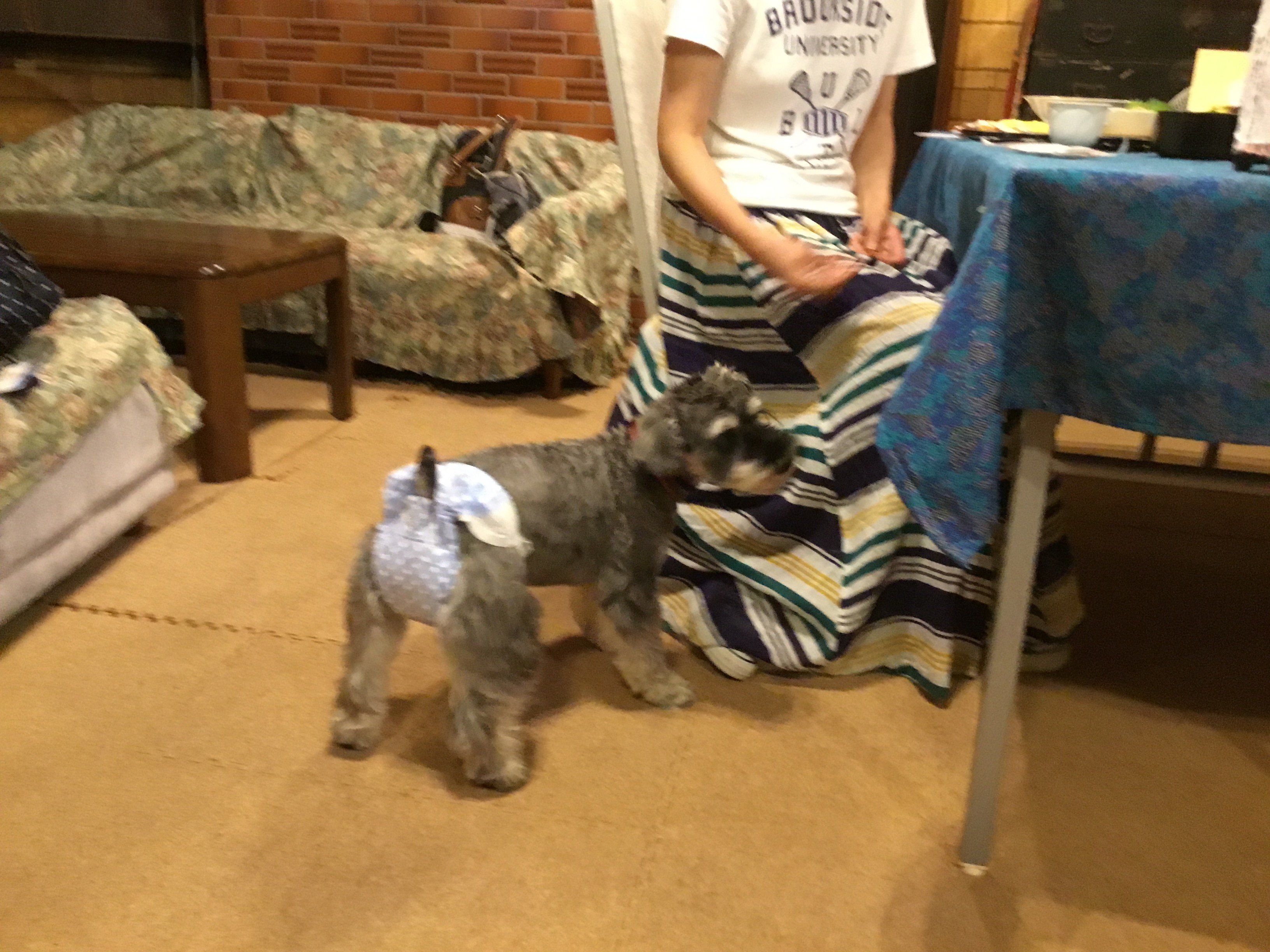 ペット同伴のお客様の感想13~食事がおいしかった。犬と一緒にゆっくり食事ができた。