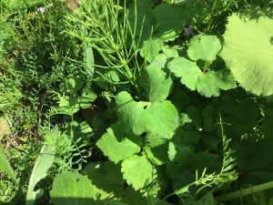 image_6483441