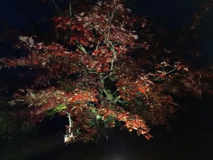 img_0518.jpg