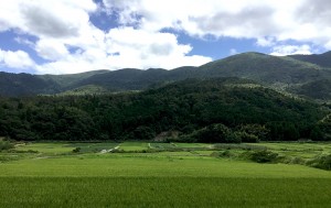 order_rice_img002