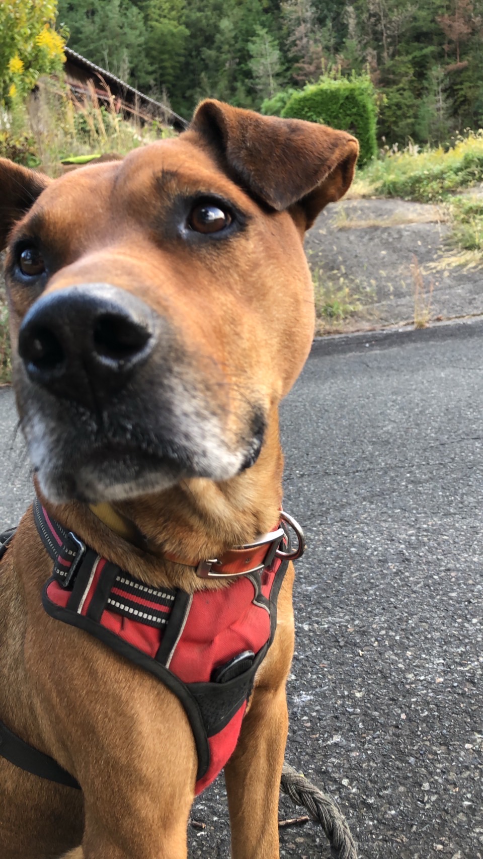 与謝野町の熊情報のリンク