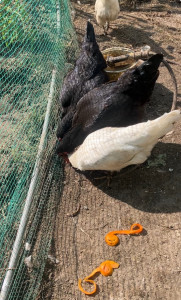 写真 2025-11-11 14 00 33 (1)