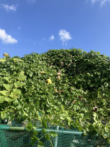 写真 2025-11-11 14 00 33 (3)