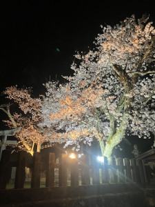 写真 2026-04-04 23 10 21 (1)