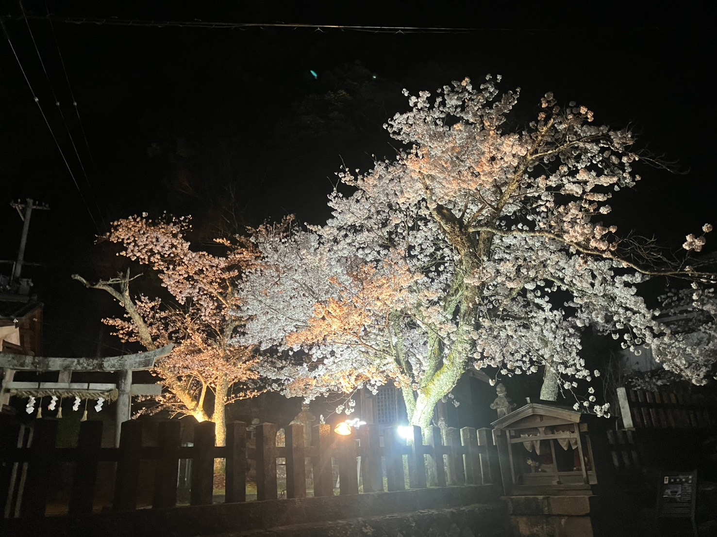 2026夜桜のライトアップと千年椿祭り、加悦谷・岩滝・三河内祭りのお知らせ