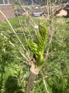 写真 2026-04-08 13 47 34 (1)