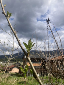 写真 2026-04-08 13 47 34