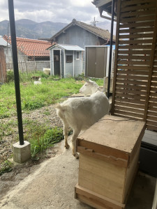 写真 2026-04-14 11 47 24 (3)