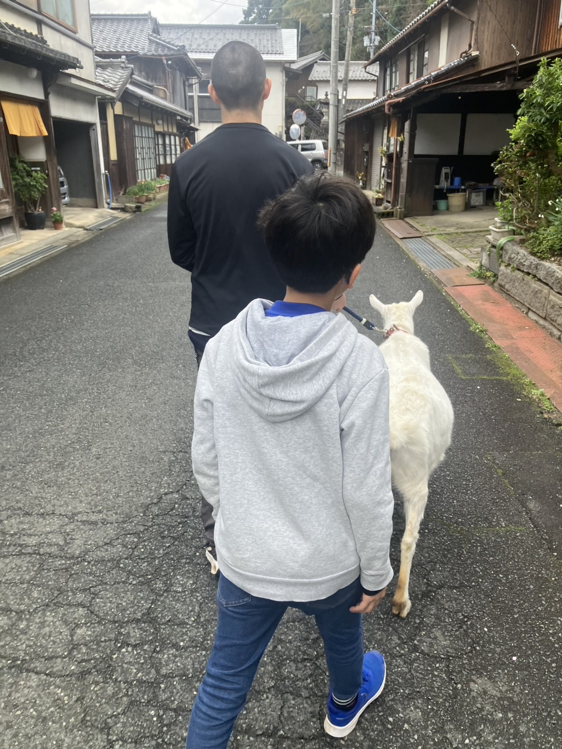 山羊のももちゃんをお迎えしました!